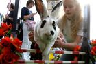 "Při hopu vzniká zcela přirozeně užší vazba mezi člověkem a králíkem." (citace z letáku)