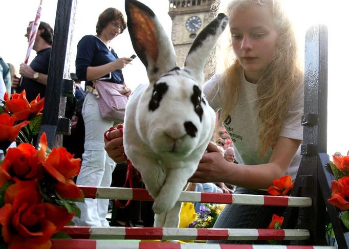 "Při hopu vzniká zcela přirozeně užší vazba mezi člověkem a králíkem." (citace z letáku)