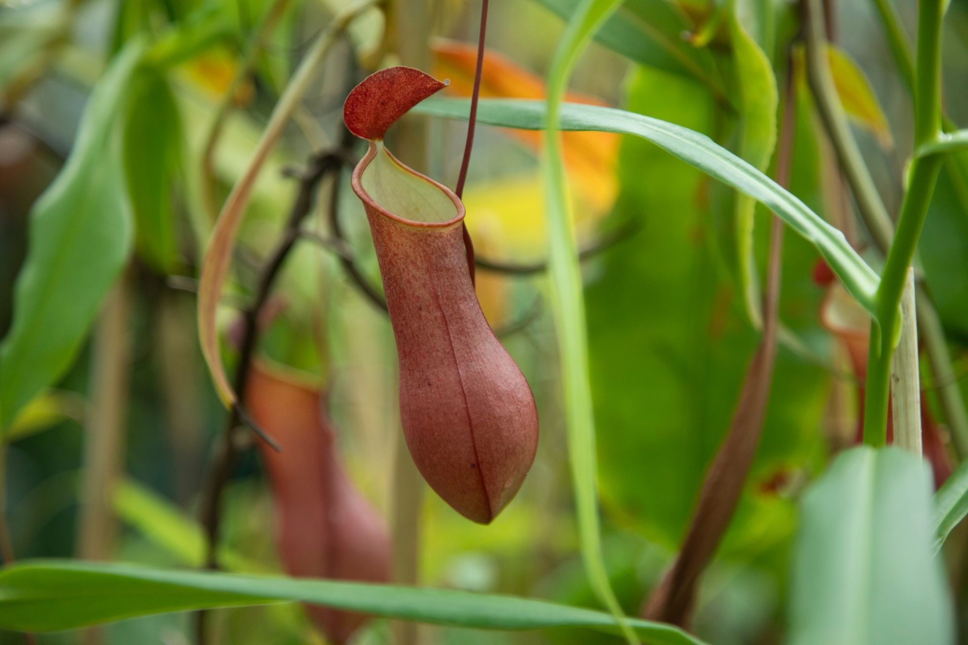 Masožravky v&nbsp;botanické zahradě v&nbsp;Troji