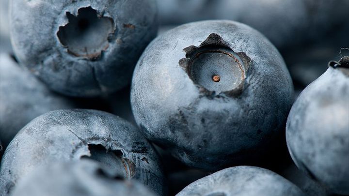 Australští farmáři vypěstovali nejtěžší borůvku na světě, je velká jako golfový míček