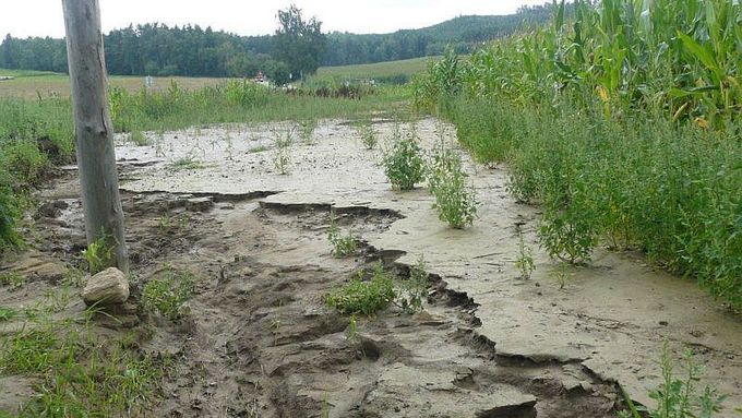 Kukuřičné pole po srpnových povodních v severních Čechách. Voda odnesla půdu do nejbližší vesnice