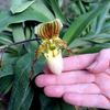 Orchideje v botanické zahradě