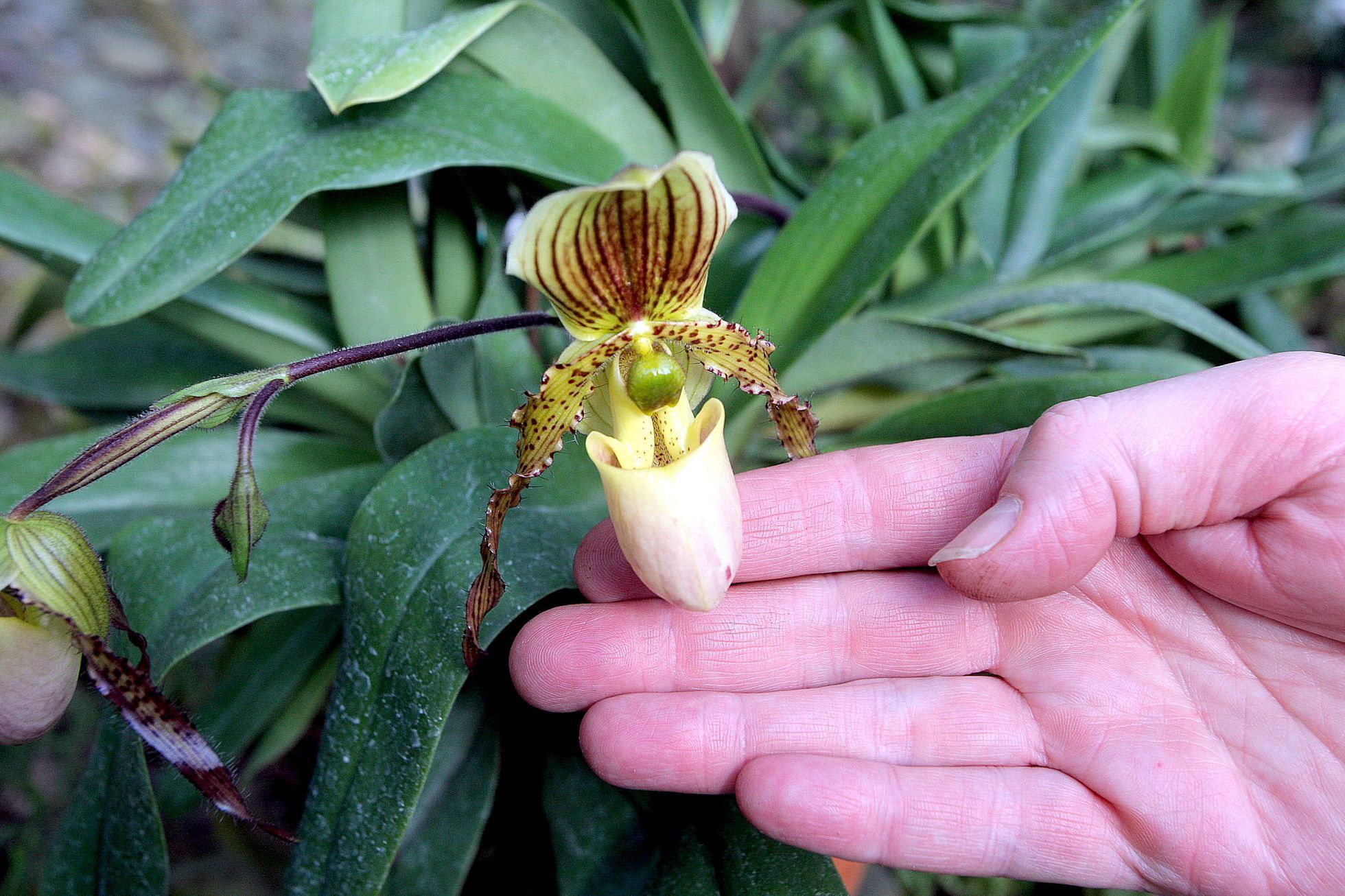 Orchideje v botanické zahradě