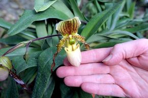 Foto: Orchidejí ženu neurazíš. V pražské botanické zahradě jich právě tisíc kvete