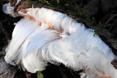 Vzácný úkaz na Kladensku: na vrbě se tam objevily ledové vlasy