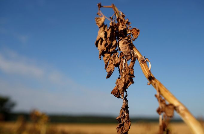 Vysušená rajčata na poli ve francouzském Ressons-Le-Long