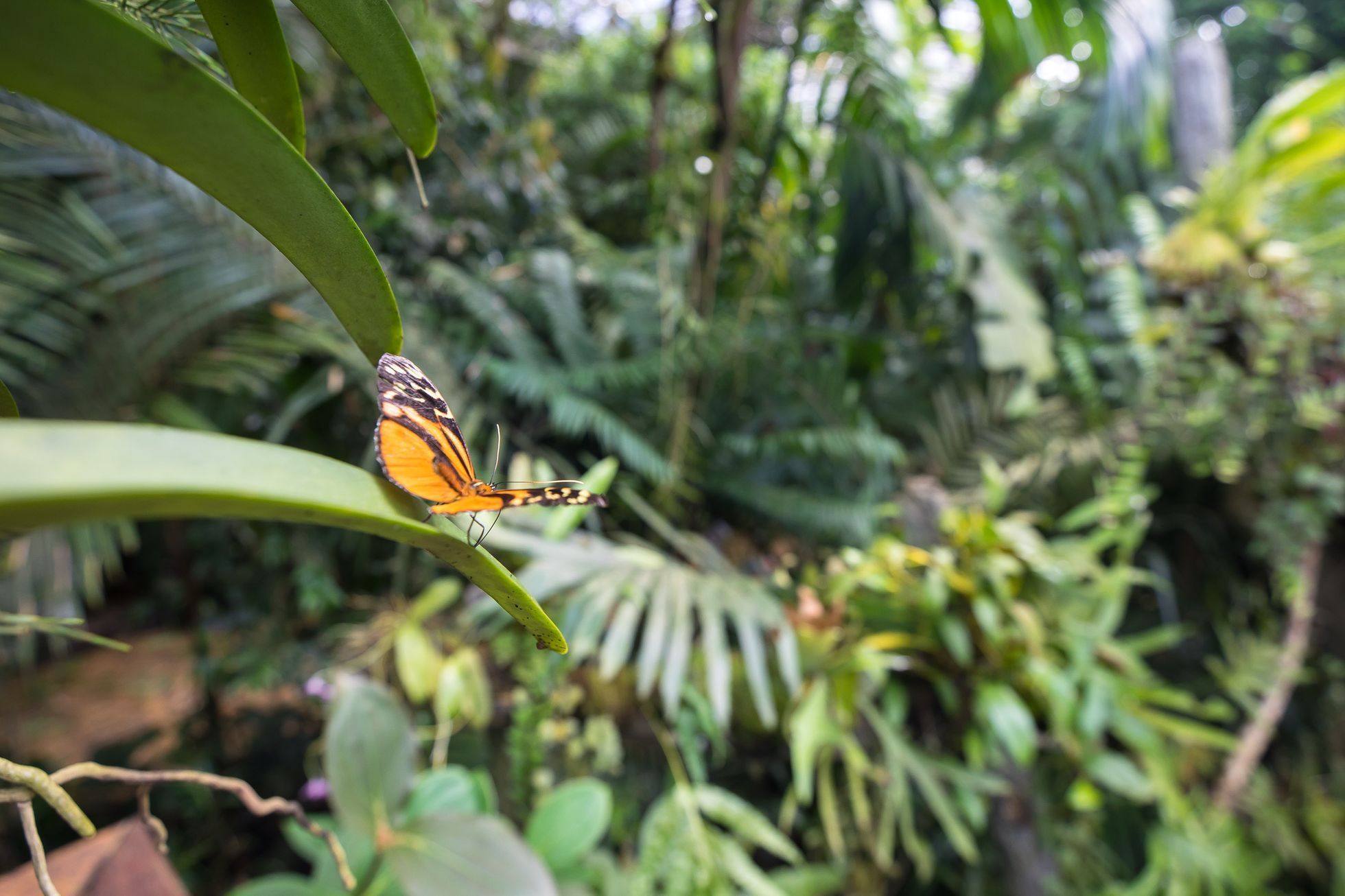 Botanická zahrada zahájila výstavu Motýli, skleník Fata Morgana