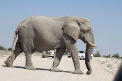 Čtyři hodiny v neustálém smyku, mezi slony, lvy a žirafami. V Namibii si řidič užije adrenalin