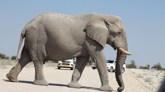 Slon přecházející silnici není v namibijském národním parku Etosha ničím výjimečným.