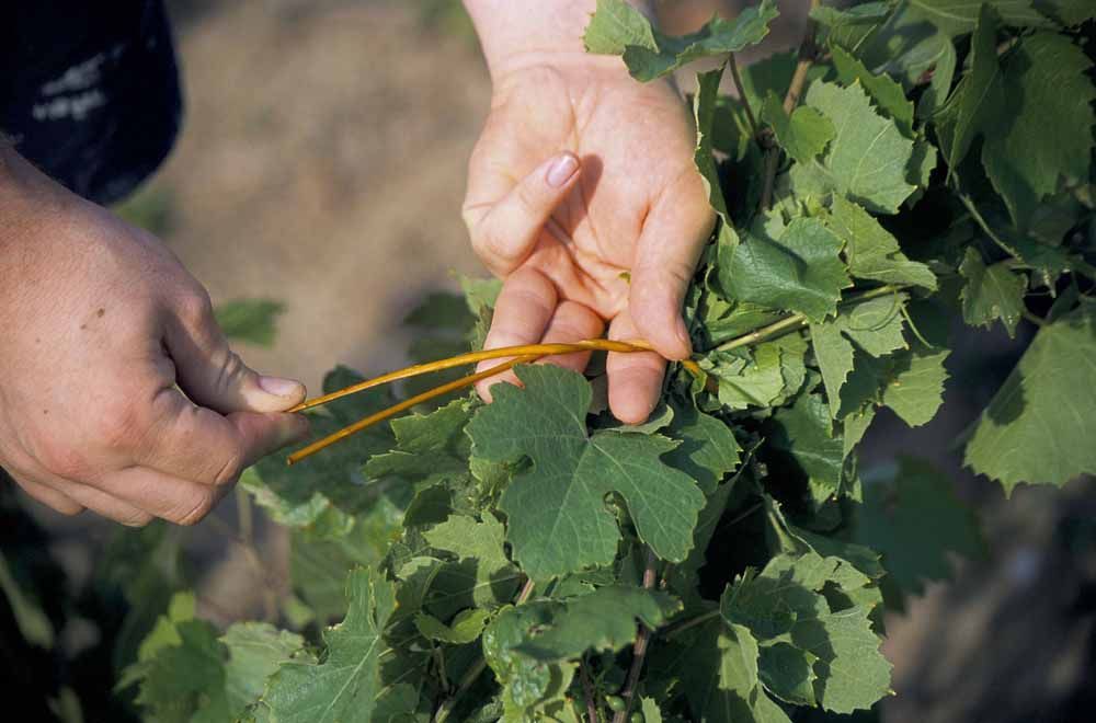Beaujolais - nepoužívat, jednorázové svolení vlastníka