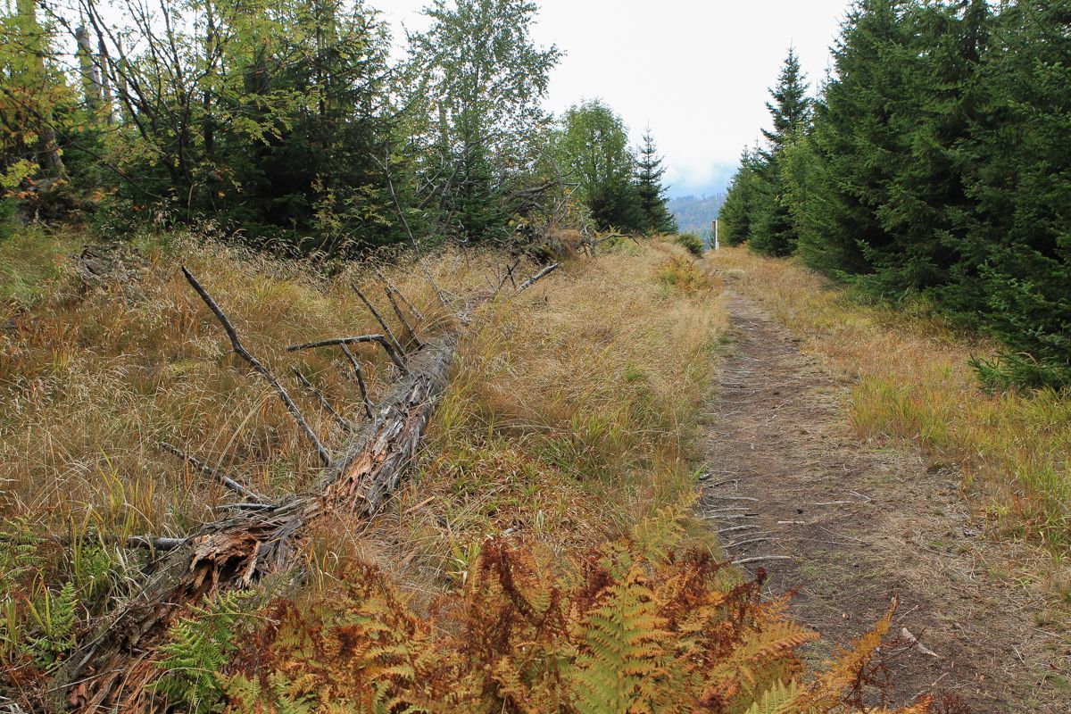 Národní park Šumava 24.9. 2015 - Tk o kůrovci
