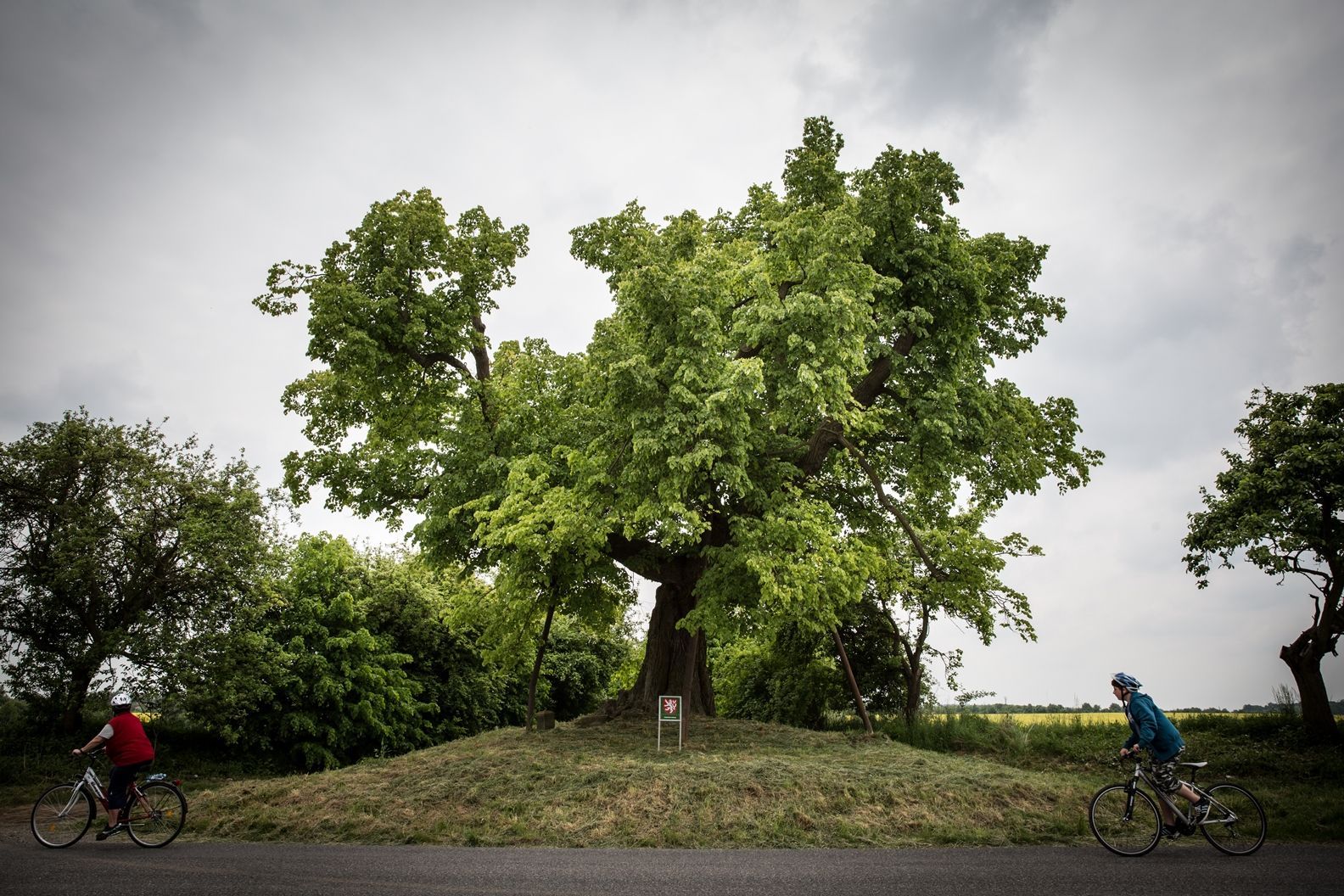 Strom roku 2015 - Masarykova lípa