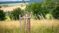 Výsadba byla vždy plánovaná tak, aby co nejlépe sloužila přírodě i místním obyvatelům. I proto se většinou blíže k sídlům sázely ovocné aleje a dále od nich aleje listnaté.