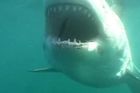 Plavce a surfaře mají před žraloky varovat drony. Austrálie tak chce snížit počet útoků