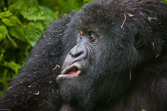 Comedy Wildlife Photography Awards 2017, finalisté soutěže