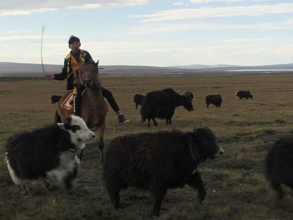Tibetský pastevec se svým stádem.