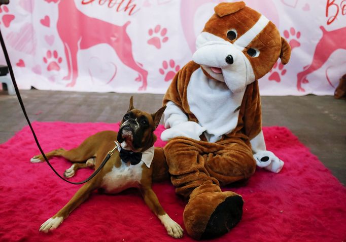 Fotografie z akce Westminster Kennel Club Dog Show, která se konala 11. 2. 2019 v New Yorku v USA.