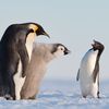 Wildlife Photographer of the Year 2023. Snímky nominované na cenu veřejnosti People Choice Award