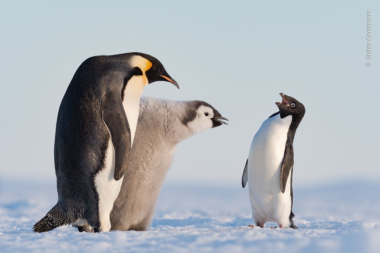 Wildlife Photographer of the Year 2023. Snímky nominované na cenu veřejnosti People Choice Award