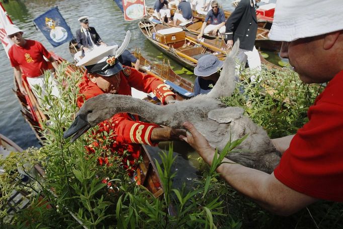 The Queen's Swan Marker David Barber (C) lifts up a cygnet to another of the Queen's Swan Uppers during the annual Swan Upping ceremony on the River Thames between Shepp