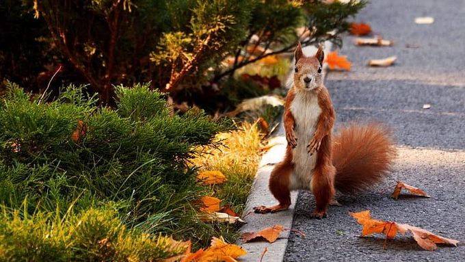 Neobvyklá série útoků děsí obyvatele města San Rafael. Na vině je veverka. Ilustrační foto.