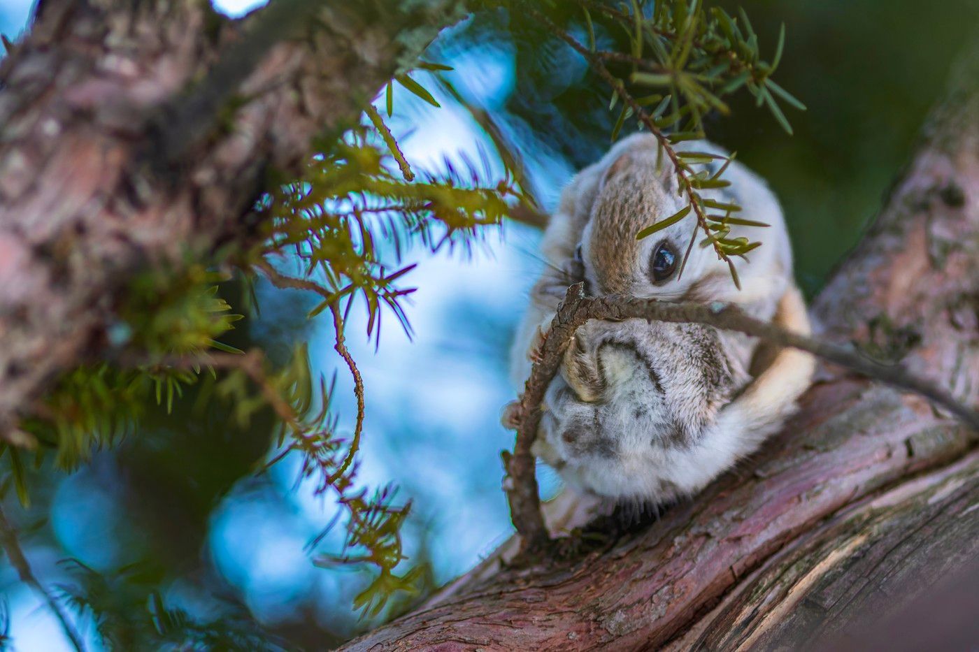 Japonské veverky Ezo