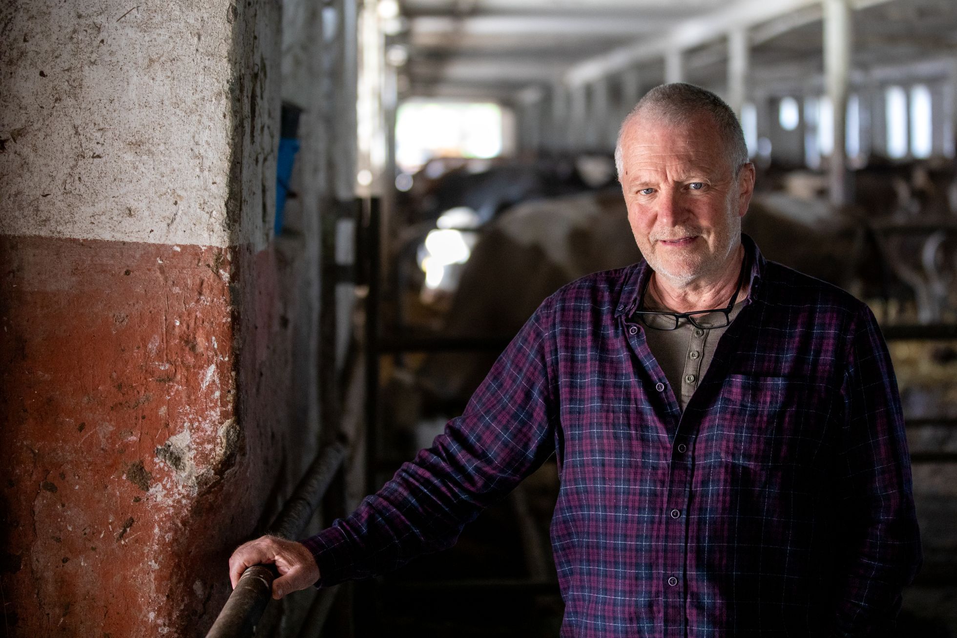 farma, farma Stehlík, krávy, příroda, byznys, statek, vesnice