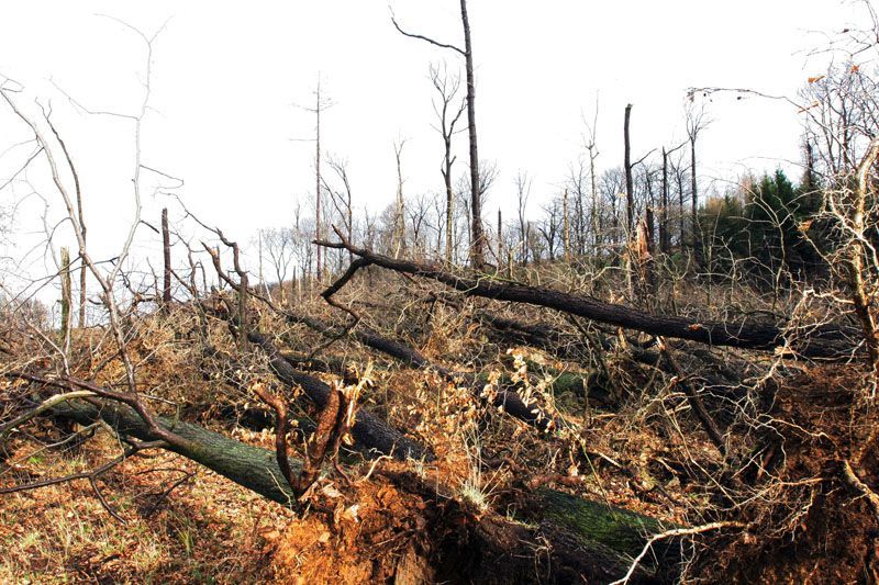 Emma si hrála s duby