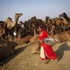 Foto: Jak vypadá v Indii velký trh s velbloudy