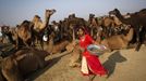 A woman carrying a metal container walks past camel herders waiting for customers at Pushkar Fair in the desert Indian state of Rajasthan November 23, 2012. Many international and domestic tourists throng to Pushkar to witness one of the most colourful and popular fairs in India. Thousands of animals, mainly camels, are brought to the fair to be sold and traded. REUTERS/Danish Siddiqui (INDIA - Tags: ANIMALS SOCIETY) Published: Lis. 23, 2012, 7:54 dop.