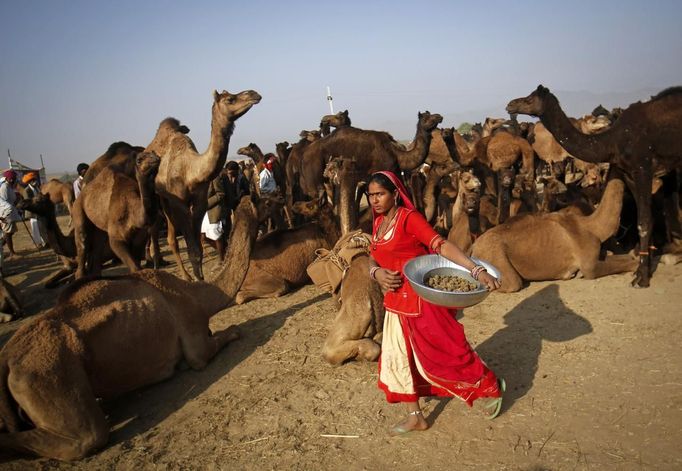 A woman carrying a metal container walks past camel herders waiting for customers at Pushkar Fair in the desert Indian state of Rajasthan November 23, 2012. Many international and domestic tourists throng to Pushkar to witness one of the most colourful and popular fairs in India. Thousands of animals, mainly camels, are brought to the fair to be sold and traded. REUTERS/Danish Siddiqui (INDIA - Tags: ANIMALS SOCIETY) Published: Lis. 23, 2012, 7:54 dop.