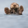 Finalisté soutěže Nikon Comedy Wildlife Awards 2024