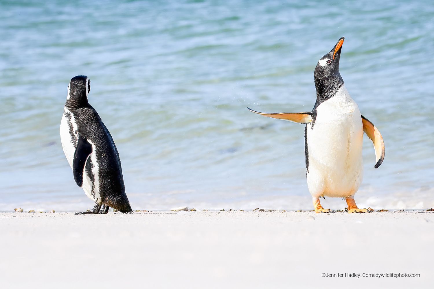 Finalisté soutěže Comedy Wildlife Photography Awards 2022