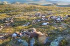 Do stáda divokých sobů v Norsku uhodil blesk. Zemřelo přes 300 zvířat
