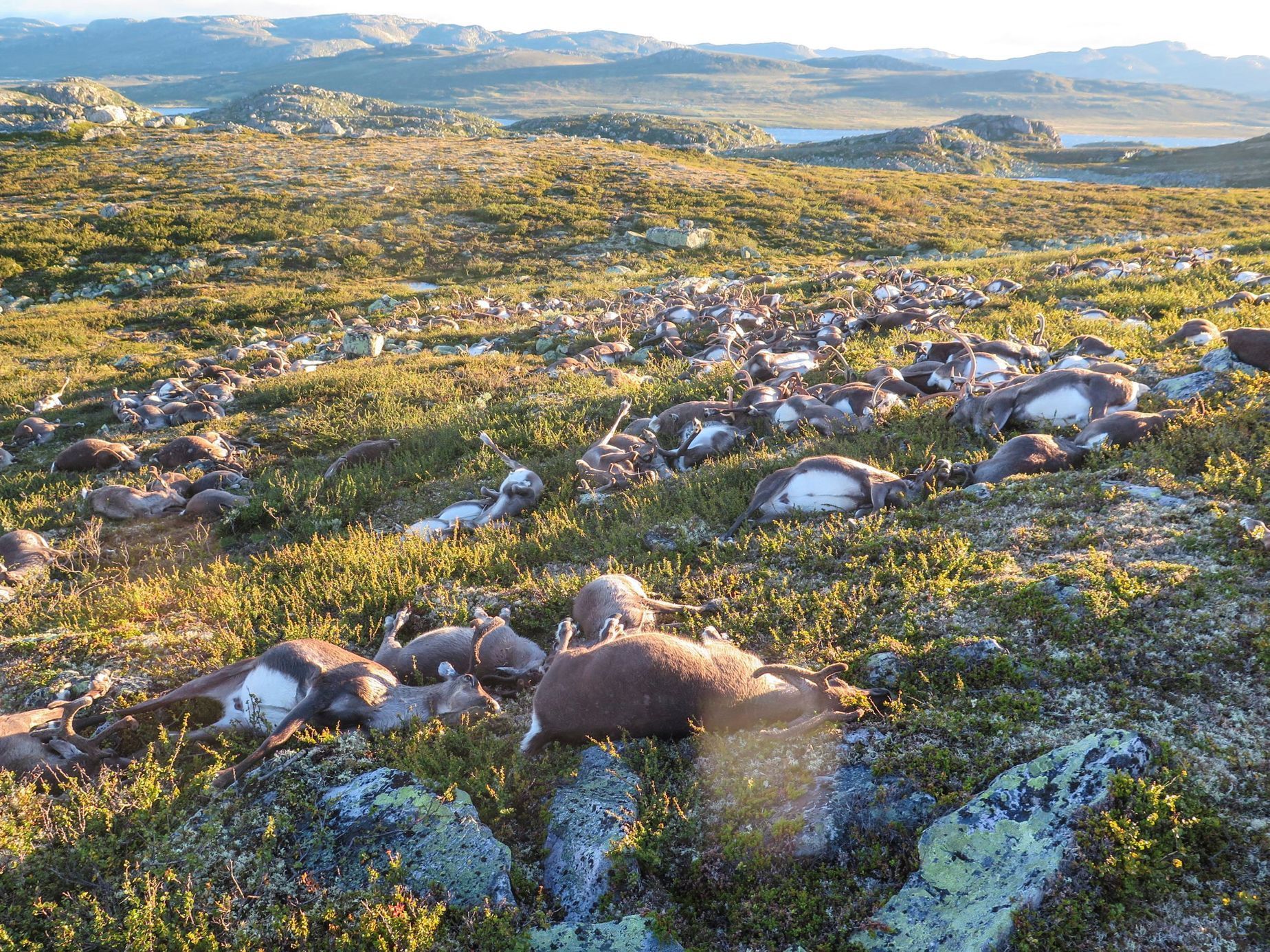 Blesk v Norsku usmrtil 300 sobů