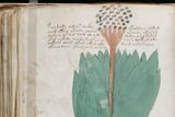 Kniha je plná kreseb neznámých rostlin a symbolů...