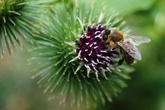 EU bije na poplach, v Evropě opět vymírají včelstva