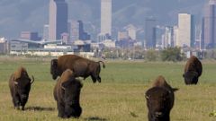 Bizoni v Denveru
