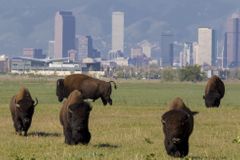 Letiště v Denveru chce mít na svém pozemku stovku bizonů. Srážka s letadlem nehrozí, uklidňuje
