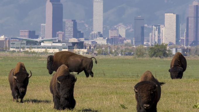 Bizoni pasoucí se v národním parku u Denveru.