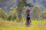 Rwandská žena nese úrodu batátů tradičně v koši na hlavě. Dnes jde o mírovou krásnou a bohatou zemi. Před 26 lety ale byla svědkem brutální občanské války.