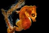 Vítěz kategorie Makrofotografie: Galice Hoarau (Norsko) - Koníček bunakenský (Hippocampus pontohi).  Snímek byl pořízen v Indonésii. (Olympus E-M1 II, makroobjektiv 60 mm, ISO 200, f/22, 1/160 s, blesk Backscatter, podvodní pouzdro 
Nauticam).