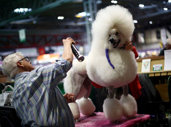 Crufts Dog Show (Birmingham)