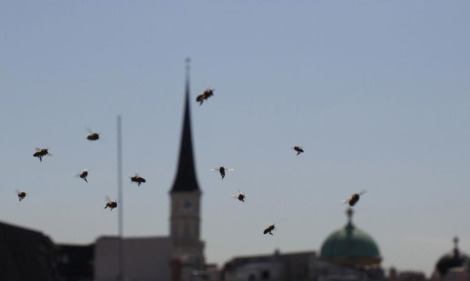 Bees fly beyond Vienna's skyline, July 11, 2012. A growing number of urban beekeepers' associations, such as Vienna's Stadtimker, are trying to encourage bees to make their homes in cities, as pesticides and crop monocultures make the countryside increasingly hostile. Bee populations are in sharp decline around the world, under attack from a poorly understood phenomonenon known as colony collapse disorder, whose main causes are believed to include a virus spread by mites that feed on haemolymph - bees' "blood". Picture taken July 11, 2012. REUTERS/Lisi Niesner (AUSTRIA - Tags: ENVIRONMENT ANIMALS) Published: Čec. 25, 2012, 3:34 odp.