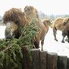 Krmení zvířat v Zoo Praha vánočním stromem ze Staromáku