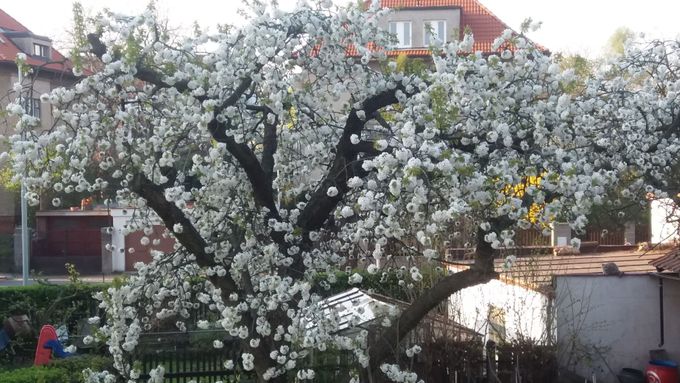 Začalo jaro (nebo snad rovnou léto), na pražské zahradě o týdny dřív, než bývalo zvykem, bíle vybuchla třešeň.