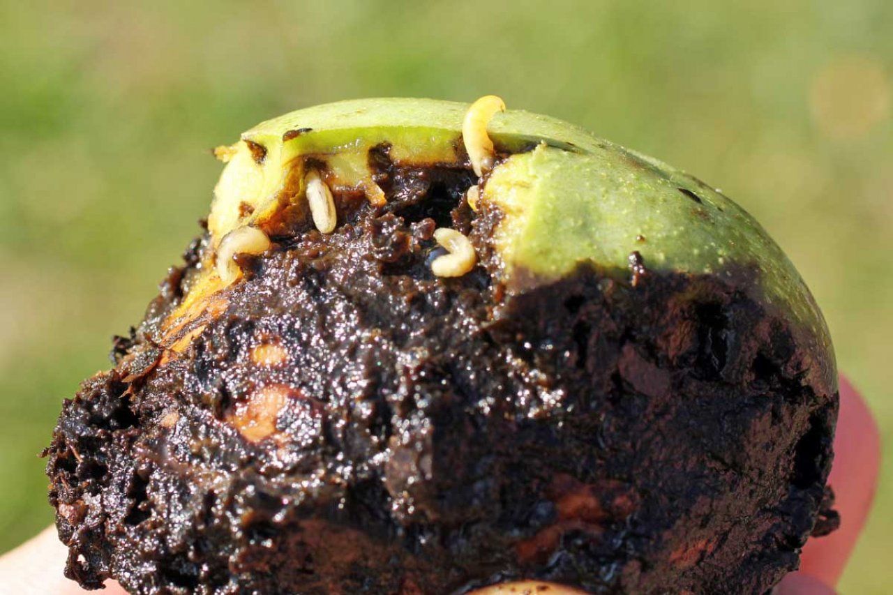 vrtule ořechová ořech napadení škůdce larva