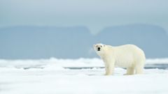 Lední medvěd, ilustrační foto