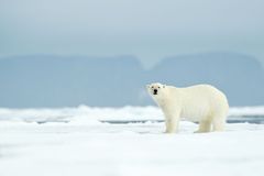 Lední medvědi kvůli tání ledů v Arktidě hladoví, riziko úmrtí roste, uvádí studie