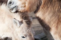 Zoo opět světová, pošle koně Převalského do Mongolska